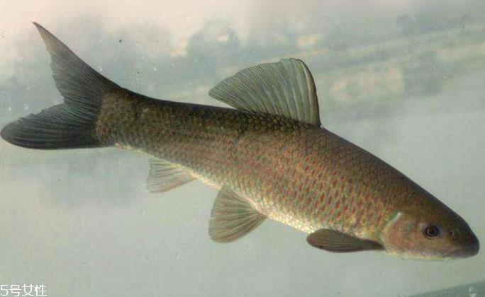 青鱼是淡水鱼还是海鱼?青鱼是淡水鱼吗? 青鱼是淡水鱼还是海鱼?青鱼是淡水鱼吗?