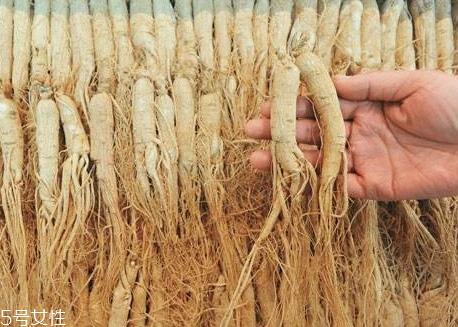 人参菜的根能吃吗 人参菜根怎么吃