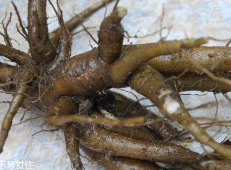 人参菜的根能吃吗 人参菜根怎么吃