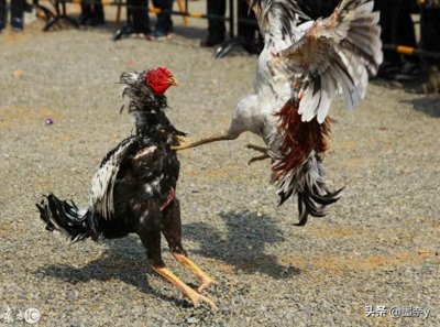 ​介绍一下西双版纳斗鸡