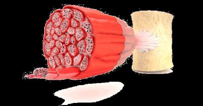 ​人体不同肌肉的区分丨肌肉功能不同的分类：红肌&白肌