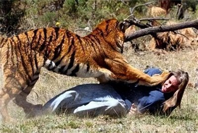 ​曾流窜两国害死436人，老虎为何突然“食人”？击毙后才找到真相