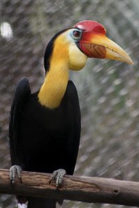 ​文玩界的“鹤顶红”——盔犀鸟头骨，请不要伤害它