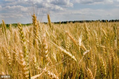 ​小麦条锈病的发生规律及防治对策，学会不再有病害