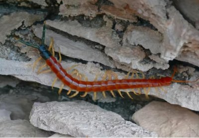 ​蜈蚣身为五毒之一，为何却毒不死公鸡？你怕是不知道公鸡啥段位