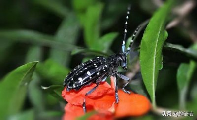 ​农村被无视的4大昆虫，贵的一只能买5头牛，看到请留神