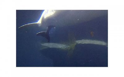 ​加害者爱上受害者的叫什么