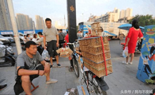 小小蝈蝈惹人爱,精美包装一只上百元