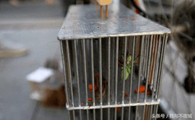 小小蝈蝈惹人爱,精美包装一只上百元