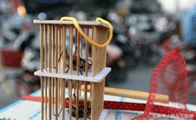 小小蝈蝈惹人爱,精美包装一只上百元