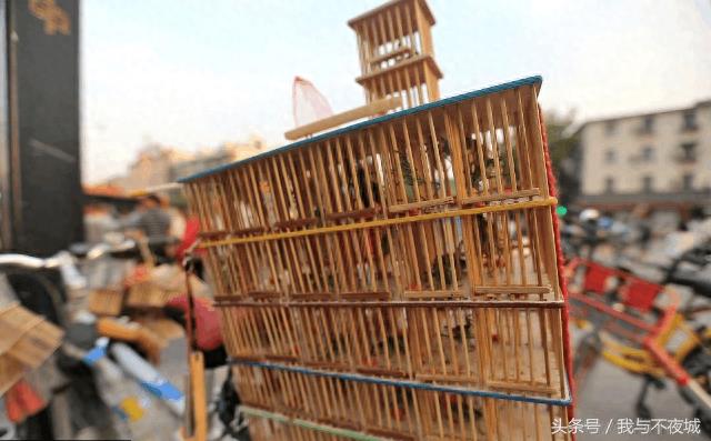 小小蝈蝈惹人爱,精美包装一只上百元