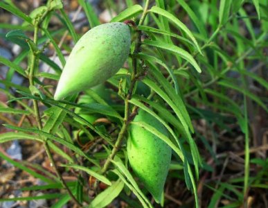 ​荒地一“野草”，果子两头尖中间圆，人称“羊角瓜”，可药可食