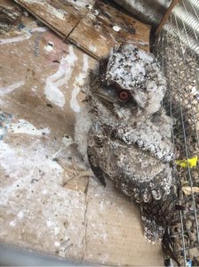 ​国外鸟市遇到猫头鹰，当地土人仅卖20块一只，大家说要不要买？