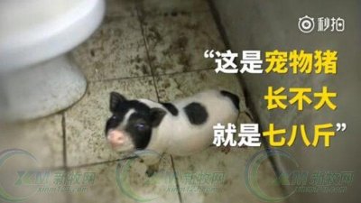 ​“长不大”的宠物猪一年长200斤 主人：舍不得吃