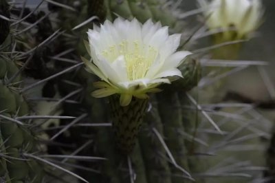 ​毛花柱Chilensis