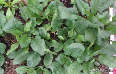​自己种菠菜，用这一个小方法，发芽快长势旺，吃完一茬又一茬