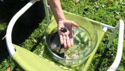 ​巴掌大一只乌龟，居然还有两个头？没错！它就是鳄龟……