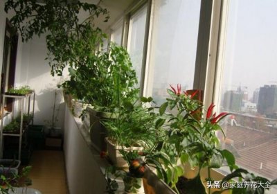 ​8种家庭自制花肥，将垃圾变成宝，养花用上很有效