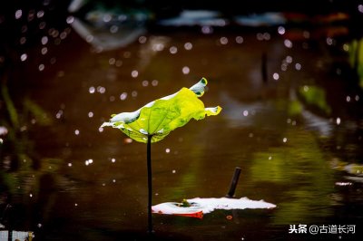 每天多认一个字:飘飖「piāo yáo」