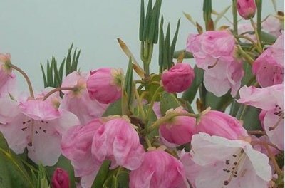 艳波名字的寓意,渄字人名含义