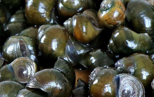 干货海鲜有哪些品种,干的海鲜有哪些图6