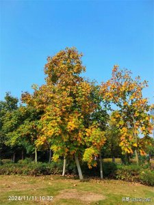 中国的哪个沙漠被称为“死亡之海”?