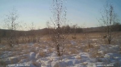 雪兔、猞猁来报到!大兴安岭拍摄到多种小可爱