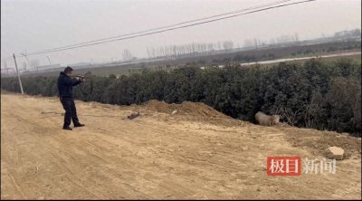 “疯牛”失控撒野,警方果断击毙