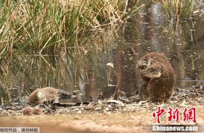 心疼!受伤考拉悲伤掩面 哀悼因山火遇难的朋友(图)