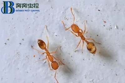 家里有小黄蚂蚁怎么办?上海虫控公司告诉你如何防治小黄家蚁!