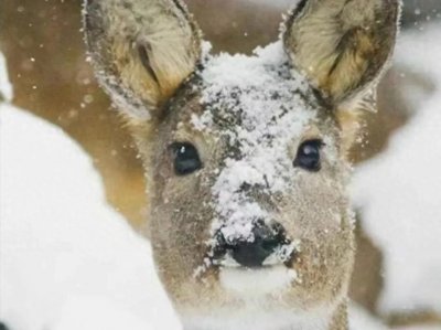 ​东北五大神兽
