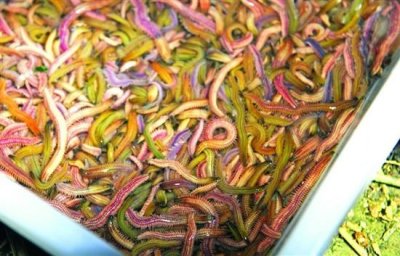 ​广东的朋友回避一下，给北方的朋友科普下禾虫