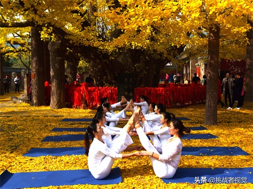 天下银杏第一树