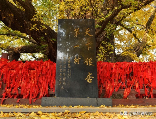 天下银杏第一树