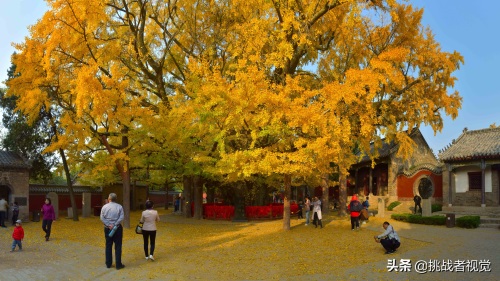 天下银杏第一树