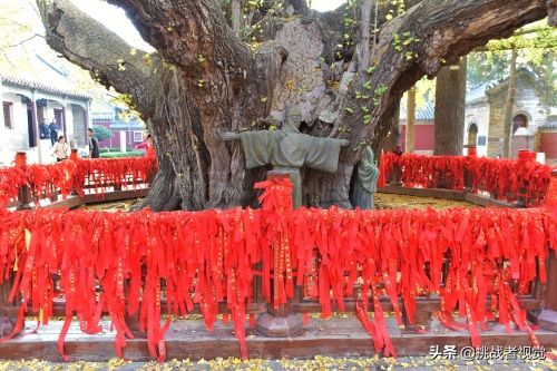 天下银杏第一树