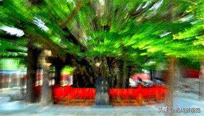 ​天下银杏第一树