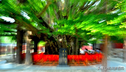 天下银杏第一树