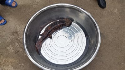 ​山边小溪发现娃娃鱼，好心村民路过救起并报警
