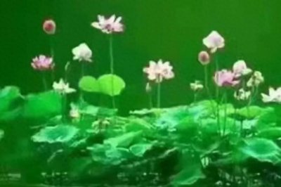 礼的定义和内涵