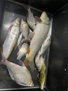 冬季野钓鲫鱼记住这五个诀窍,想不爆护都难