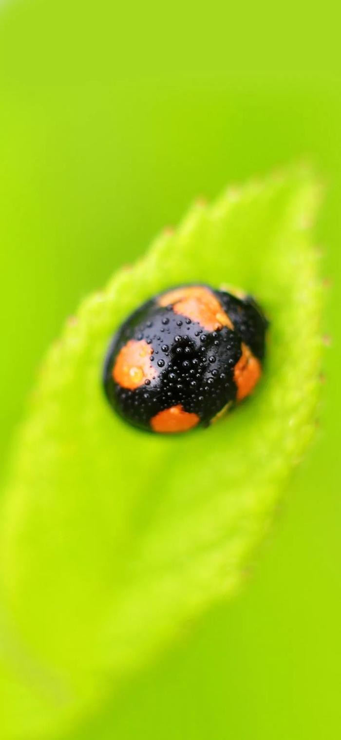 壁纸集:iphoneX极具创意壁纸,让你眼前一亮