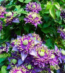 “藤本皇后”铁线莲,你的花园不可或缺!