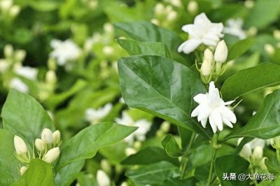 茉莉花扦插如何快速生根?插穗、湿度、时间三大要素很关键!