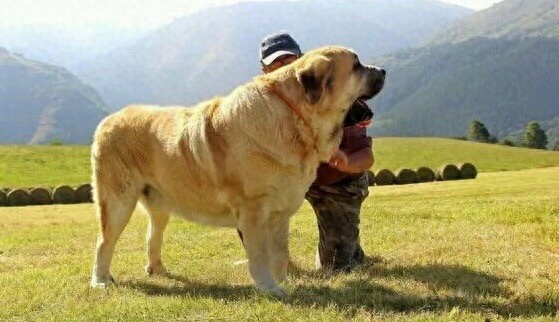 西班牙獒,真正的欧洲最凶悍烈性犬