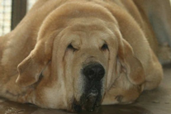 西班牙獒,真正的欧洲最凶悍烈性犬