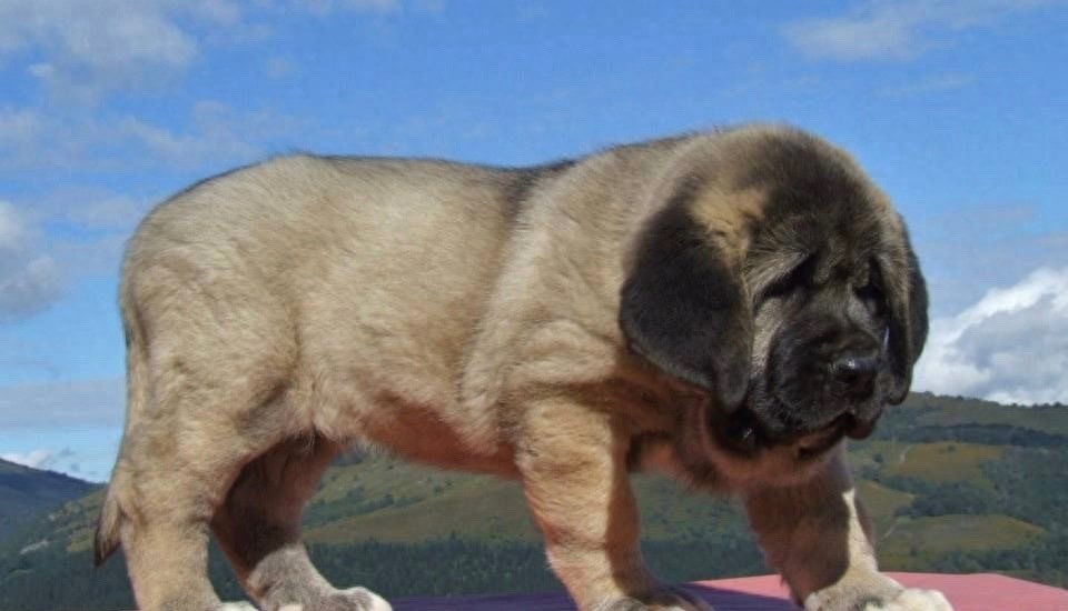 西班牙獒,真正的欧洲最凶悍烈性犬