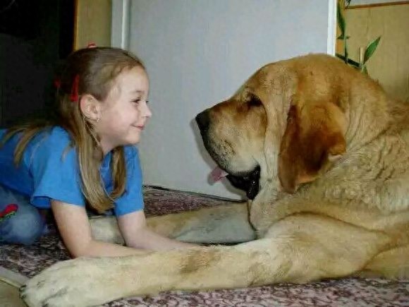 西班牙獒,真正的欧洲最凶悍烈性犬