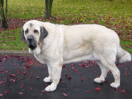 西班牙獒,真正的欧洲最凶悍烈性犬