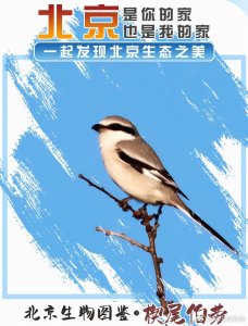北京生物图鉴 | 楔尾伯劳
